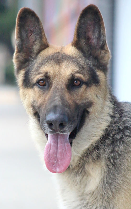 German deals shepherd dingo